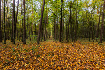 A beautiful natural forest in the Knyszyńska Forest
