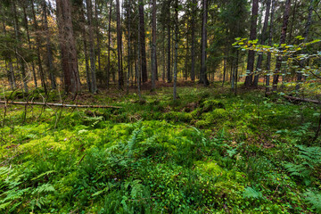 A beautiful natural forest in the Knyszyńska Forest

