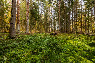 A beautiful natural forest in the Knyszyńska Forest

