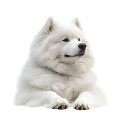 Fluffy White Samoyed Dog Sitting on Clean Clear Isolated Background