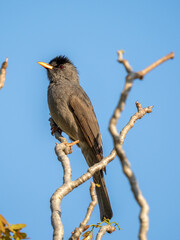 Madagaskar-Rotschnabelbülbül