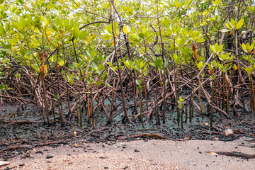 View of crabs amidst Mangrove trees at the Old Port at Kaole Ruins - a 13th century trading post and German colonial fort in Bagamoyo, Tanzania 
