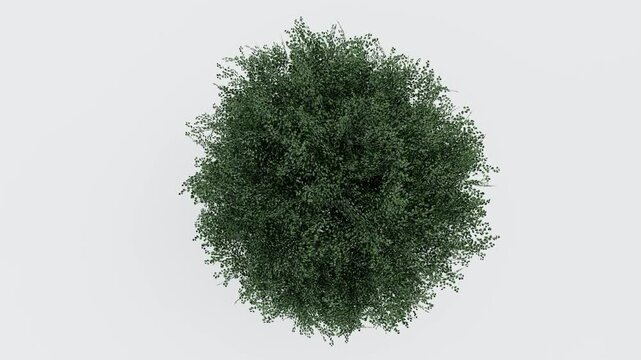 tree top view plant landscape architecture nature garden aerial render. trees branch isolate collection illustration environment green botany urban bush park. tree architecture conifer decorative.