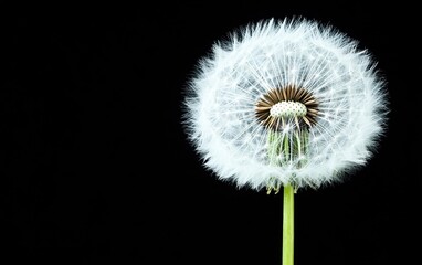 A close-up of a dandelion seed head against a black background, highlighting its delicate, wispy seeds ready to disperse in the wind.