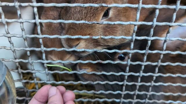 Three brown rabbits in the cage eating grass on the ferm. Human hand feeding them with grass, domestic animals concept