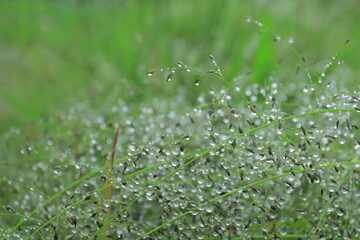 dew on grass
