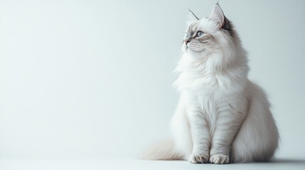 Calm Persian Cat in Profile, full-body view of a serene cat with luxurious fur, flat face, white background, ample space for text on the left