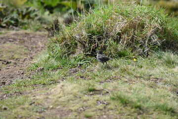 Obraz premium Azores - animals