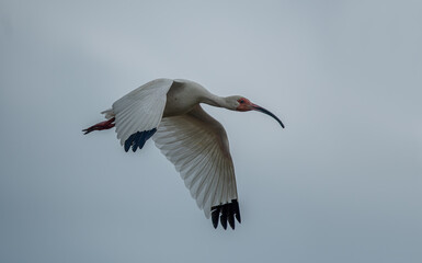 Obraz premium Close-up view of a white ibis (Eudocimus albus) in the equator. White ibis birds living freely in their natural habitat.