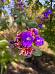 Flores hermosas en jardín de 7 cueros linda