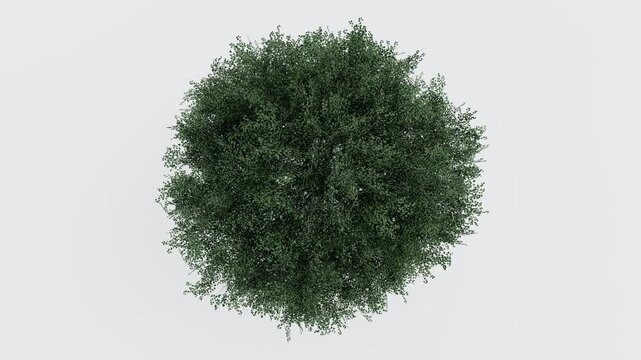 tree top view plant landscape architecture nature garden aerial render. trees branch isolate collection illustration environment green botany urban bush park. tree architecture conifer decorative.