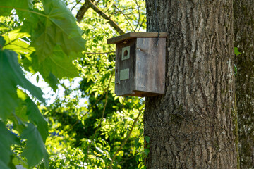 Birdhouse made of wood and some metal plates for small birds in the forest. Birdhouse is located on a tree trunk. Sunshiny day, with sunlight on the foliage.