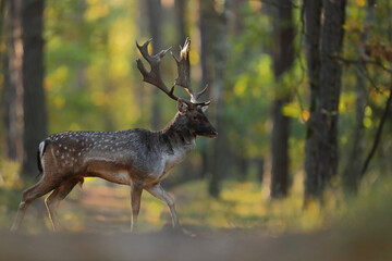 Daniel zwyczajny (Dama dama) © Bartosz Rakoczy