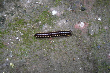 millipede