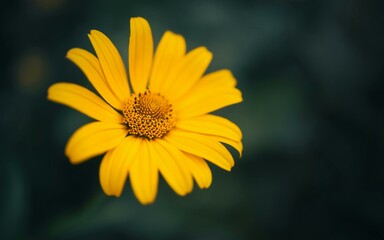 Obraz premium Sunflower