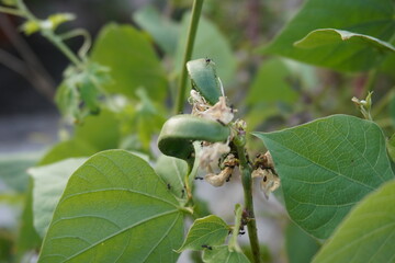 The ants are on the Gossypium hirsutum commonly known as upland cotton plant 