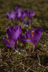 Fototapeta premium Spring flowers in the mountains. crocus