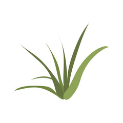 Desert grass tuft in flat design. Green foliage, wilderness herb bush. Vector illustration isolated.