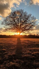 Golden hour silhouette of a solitary tree against a warm sun, evoking tranquility and the beauty of nature's transitions