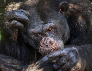 Chimpanzees Grooming Each Other
