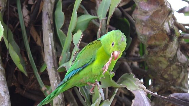 Plain Parakeet Resting on Tree Branch.	