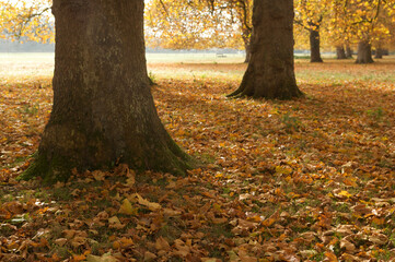 Trees with orange leaves during the fall