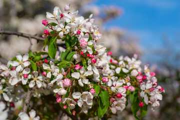 Close-up of beautiful blooming flowers of crabapple with delicate white petals and vibrant pink buds on a sunny spring day. In the background soft bokeh effect with muted purple and blue tones. 