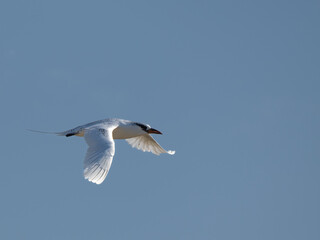 Rotschwanz-Tropikvogel
