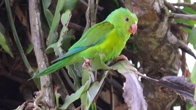 Plain Parakeet Resting on Tree Branch.