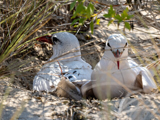 Rotschwanz-Tropikvogel