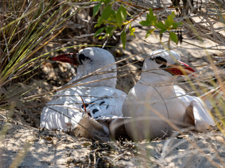 Obraz premium Rotschwanz-Tropikvogel