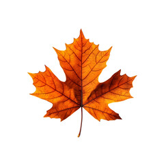 Obraz premium Vivid Autumn Maple Leaf on Clean White Background