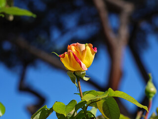 Yellow climbing rose against blue sky.