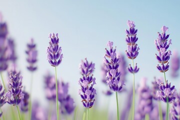 Obraz premium Field of lavender with clear sky for overlay text, soft purples, nature graphic, calming effect