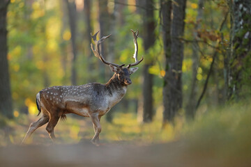 Daniel zwyczajny (Dama dama) © Bartosz Rakoczy