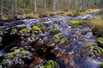 Serene forest stream with moss-covered rocks.