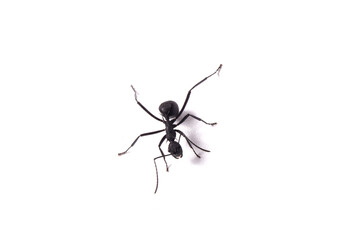 Black ants on white background