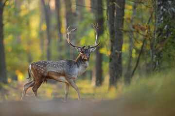 Daniel zwyczajny (Dama dama) © Bartosz Rakoczy