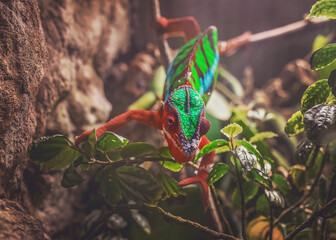 Colorful Chameleon on Tree Branch