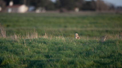 Asio flammeus - Short-eared Owl - Hibou des marais - Hibou brachyote