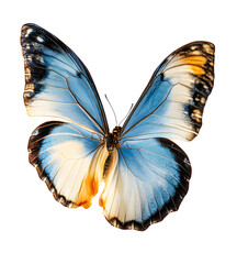 Fototapeta premium PNG A flying blue butterfly photography insect invertebrate.