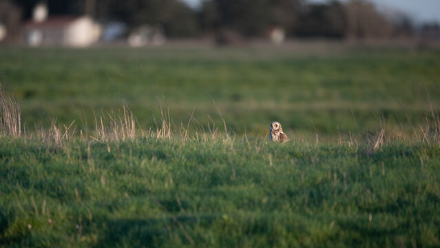 Asio flammeus - Short-eared Owl - Hibou des marais - Hibou brachyote