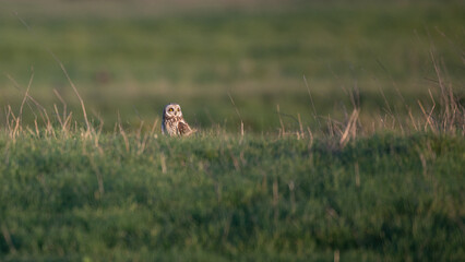 Asio flammeus - Short-eared Owl - Hibou des marais - Hibou brachyote