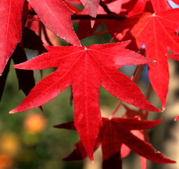 Nature - close up of a red Acer leaf