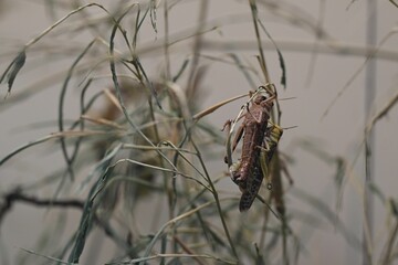 Two grasshoppers on a dried plant stem