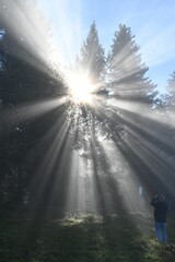 Sunbeams through forest trees