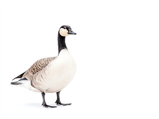 Obraz premium graceful goose standing on white background, showcasing its elegant features and colors. This captures beauty of nature and wildlife