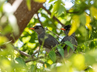 Madagaskar-Rotschnabelbülbül