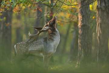 Daniel zwyczajny (Dama dama) © Bartosz Rakoczy