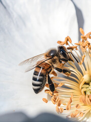 Macro of a Honeybee on a Flower